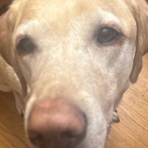 Meet your Posher, Reag